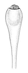 Ulota membranata, capsule, moist. Drawn from G.O.K. Sainsbury 5257, CHR 556095.
 Image: R.C. Wagstaff © Landcare Research 2017 